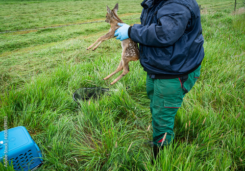 Rehkitzrettung: Jäger trägt mit Handschuhen das Kitz am Rande der Wiese, menschlicher Geruch darf nicht auf das Tier übertragen werden. photo