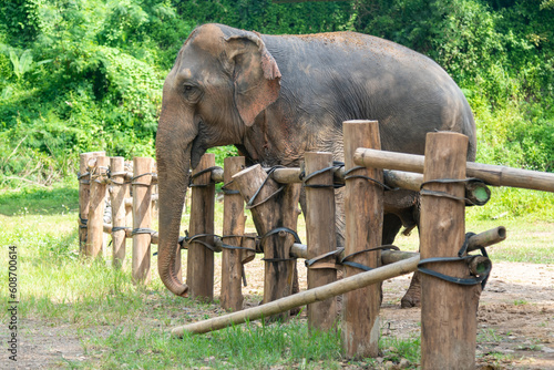 Cute big Thai elephant at Thai Elephant Center, Hang Chat District, Lampang, Thailand