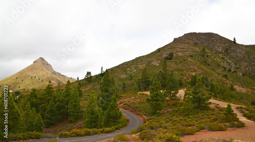 Beautiful view of the countryside around Imoque mountain with Canary pine trees in Ifonche, Tenerife,Canary Islands,Spain.Selective focus.
