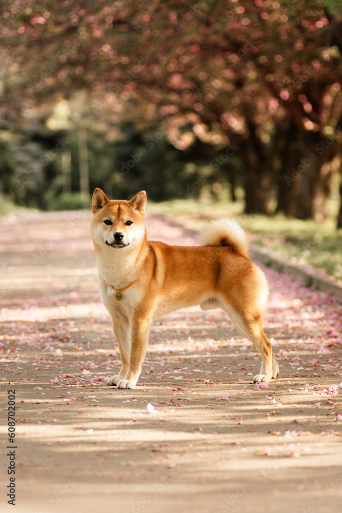Shiba Inu on the background of blooming cherry blossoms Shiba Inu on the background of blooming cherry blossoms