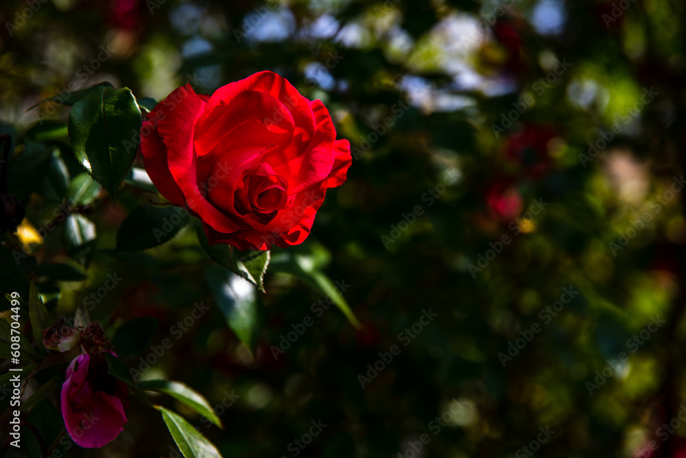 Leuchtend rote Rose auf dunkelgrünem Hintergrund Leuchtend rote Rose auf dunkelgrünem Hintergrund