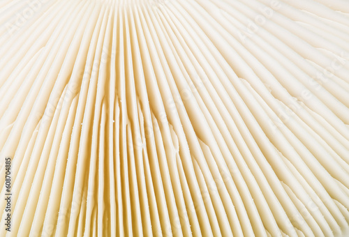 Mushroom Gill Background