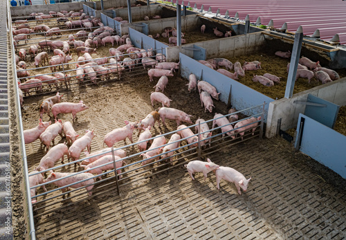 Canvastavla Drohnenfoto - Mastschweine in Aussen - Bewegungsbuchten, in einen Schweinstall der Haltungsstufe 4
