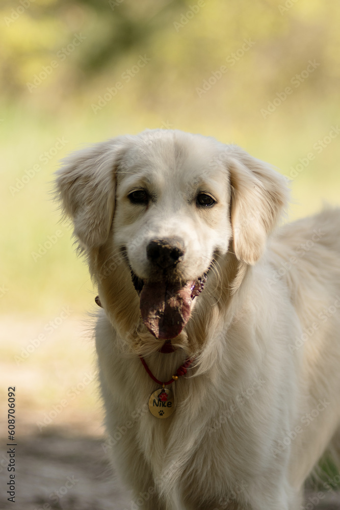 Portrait of a Golden Retriever with its mouth open happily walking in the park in the summertime Portrait of a Golden Retriever with its mouth open happily walking in the park in the summertime