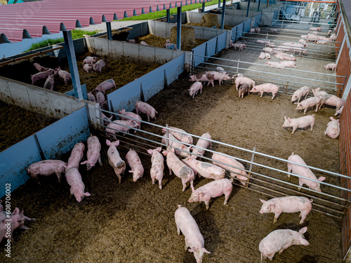 Mastschweine geniessen die Nachmittagssonne im Auslaufbereich von einem modernen Tierwohlstall, Luftbild. photo