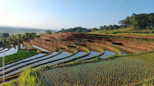 Embrace the awe-inspiring allure of picturesque terraced rice fields  bathed in the gentle embrace of a captivating morning ambiance