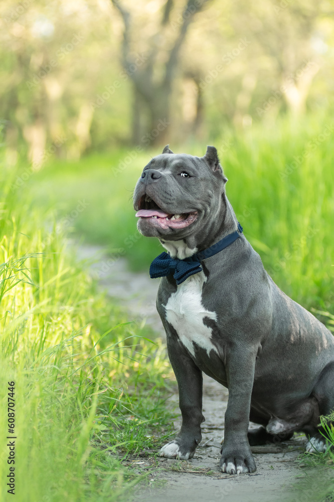 An adorable American Bully puppy poses in a blue bowtie at the park in the spring 