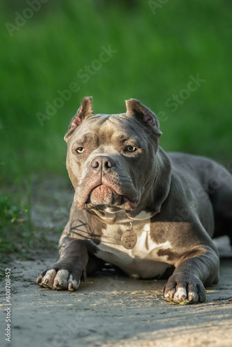 An adorable American Bullie puppy poses in the park in the spring © love_dog_photo