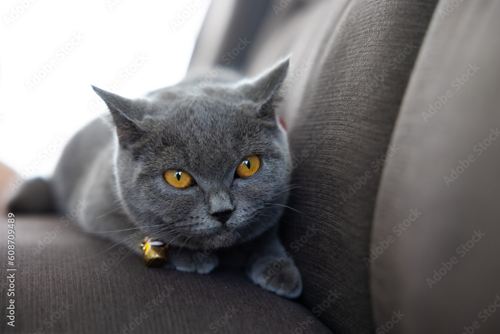 Obraz premium Satisfied british shorthair cat portrait lies on sofa