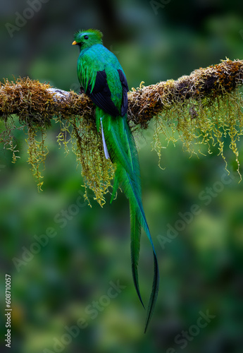 Male Resplendent Quetzal in Costa Rica with green background 
