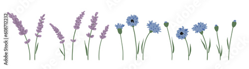 Hand drawn vector set of lavender and cornflower isolated on white background. Lovely wildflowers for summer designs. Cute botanical elements in trendy flat style. Charming floral plants