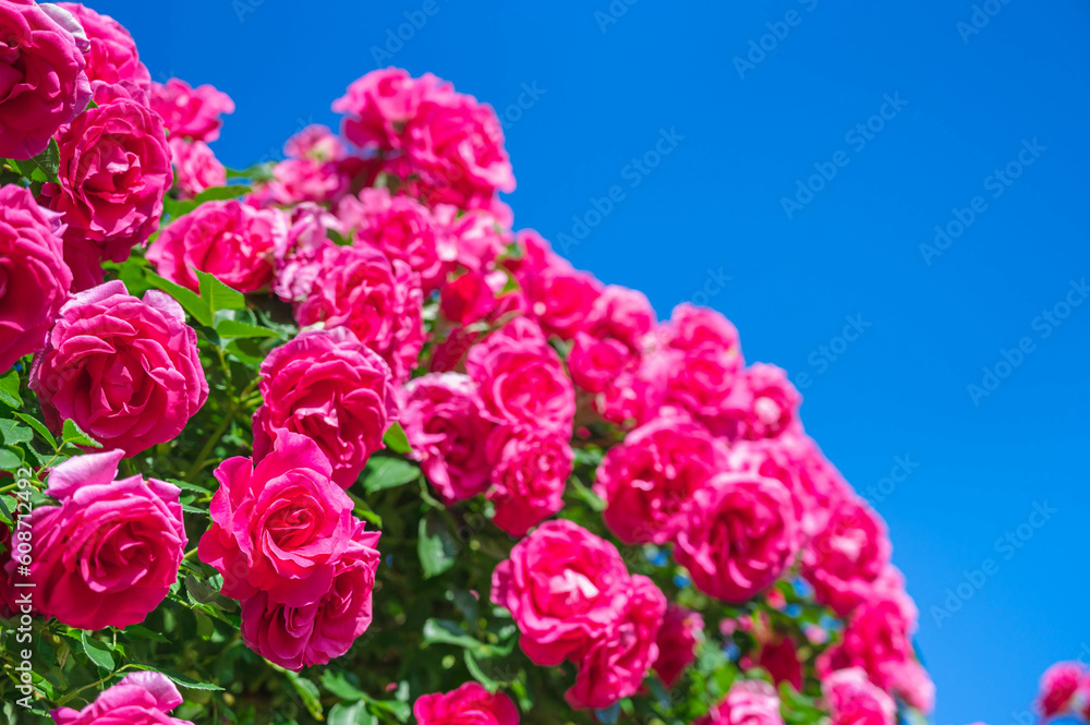 青空と鮮やかなピンクのバラの花 青空と鮮やかなピンクのバラの花