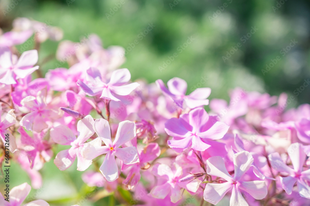 春の花　ライラック