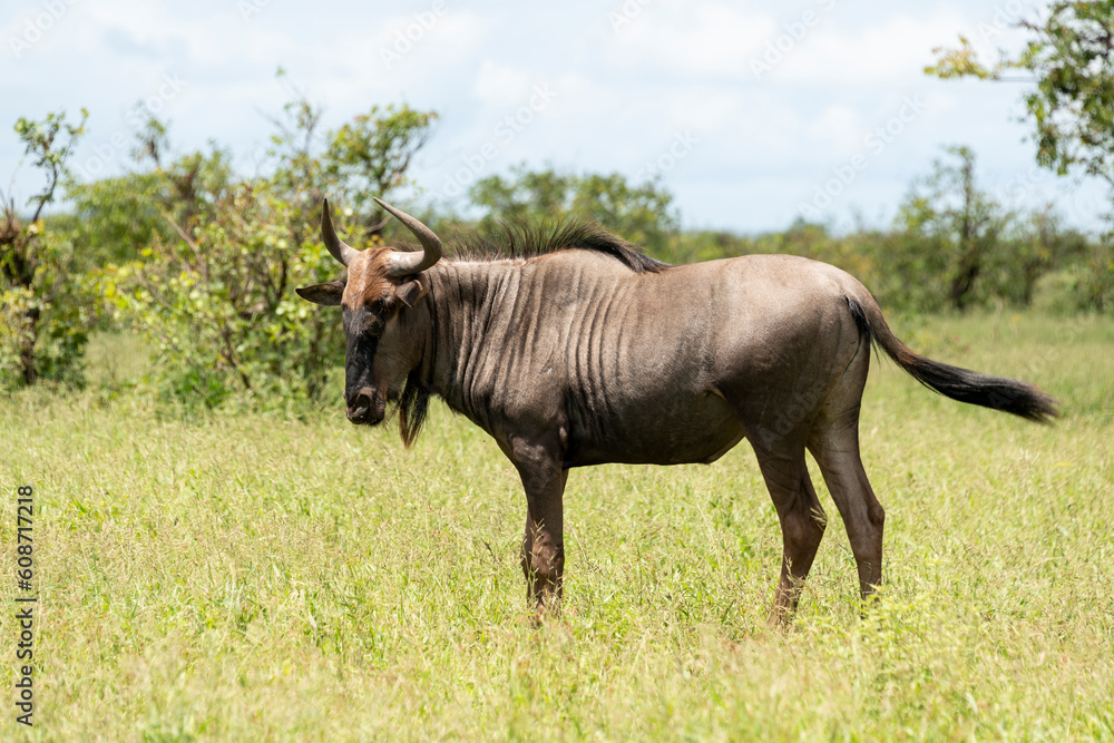 Obraz premium Gnou à queue noire, Connochaetes taurinus, Parc national Kruger, Afrique du Sud