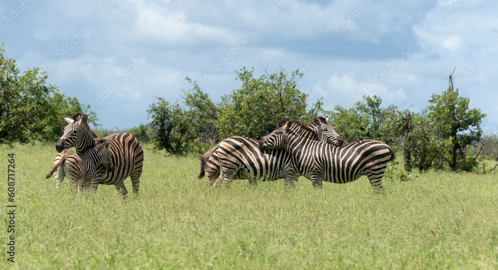Fototapeta premium Zèbre de Burchell, Equus quagga burchelli, Parc national Kruger, Afrique du Sud