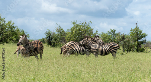 Z  bre de Burchell  Equus quagga burchelli  Parc national Kruger  Afrique du Sud