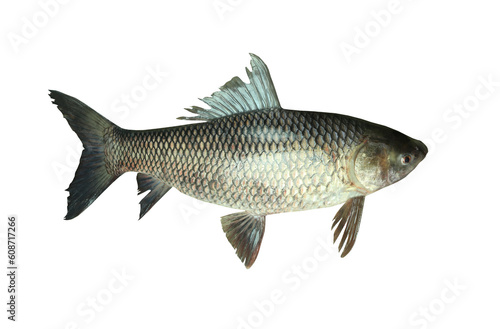 ROHU Fish or Yisok fish in the name of Thailand isolated on white.