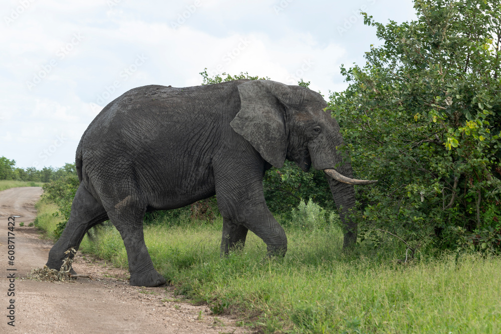 Fototapeta premium Éléphant d'Afrique, Loxodonta africana, Parc national Kruger, Afrique du Sud