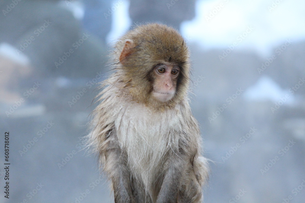 Snow monkey baby in Nagano, Japan Snow monkey baby in Nagano, Japan