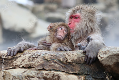 Snow monkey mother and child taking the hot spring, in Nagano, Japan