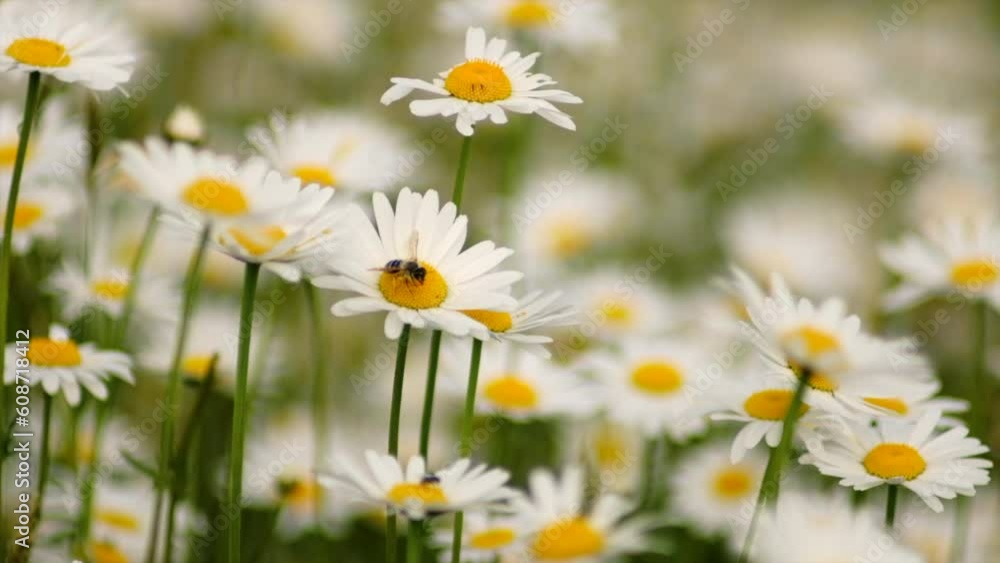 Close up of bee pollinates white chamomile, little bee collect nectar from wildflowers and plants in spring or summer meadow at sunny day, garden. Insect toil in wild. Slow motion Close up of bee pollinates white chamomile, little bee collect nectar from wildflowers and plants in spring or summer meadow at sunny day, garden. Insect toil in wild. Slow motion