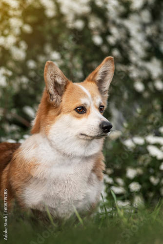 A corgi dog sitting in front of white flowers on green grass at sunset