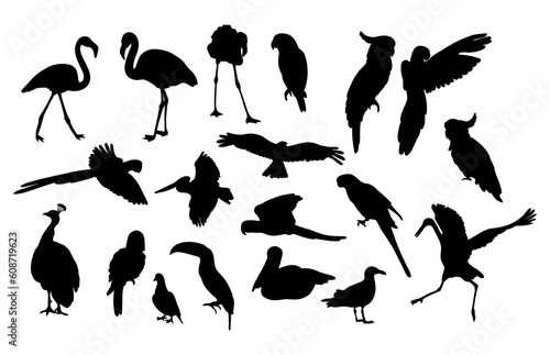 Silhouettes of birds. Collection tropical and marine diverse feathered species. Vector illustration. Hand drawings isolated on white background