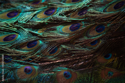 peacock tail. texture. beautiful pattern