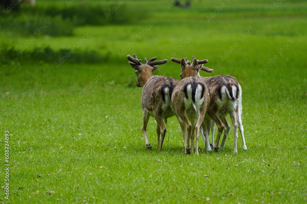 Naklejka premium The European fallow deer (Dama dama), also known as the common fallow deer or simply fallow deer, is a species of ruminant mammal belonging to the family Cervidae. Hanover – Tiergarten, Germany.