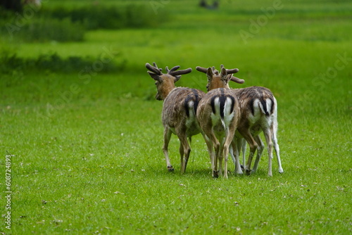 The European fallow deer (Dama dama), also known as the common fallow deer or simply fallow deer, is a species of ruminant mammal belonging to the family Cervidae. Hanover – Tiergarten, Germany.