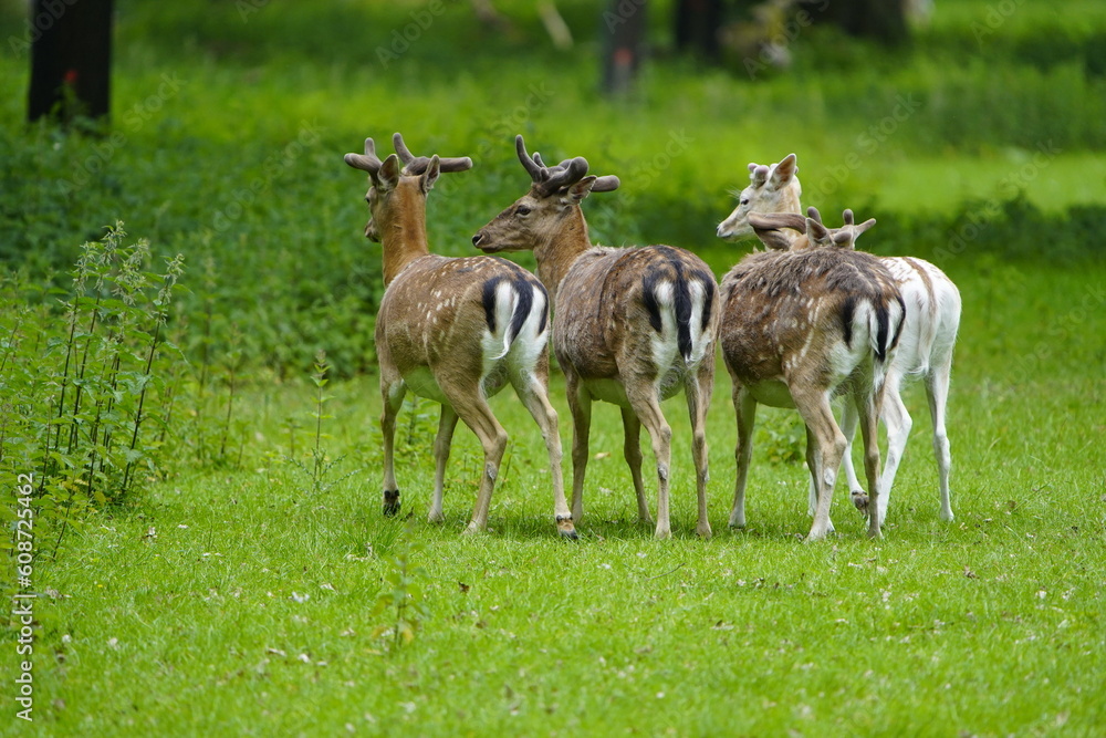 The European fallow deer (Dama dama), also known as the common fallow deer or simply fallow deer, is a species of ruminant mammal belonging to the family Cervidae. Hanover – Tiergarten, Germany. The European fallow deer (Dama dama), also known as the common fallow deer or simply fallow deer, is a species of ruminant mammal belonging to the family Cervidae. Hanover – Tiergarten, Germany.