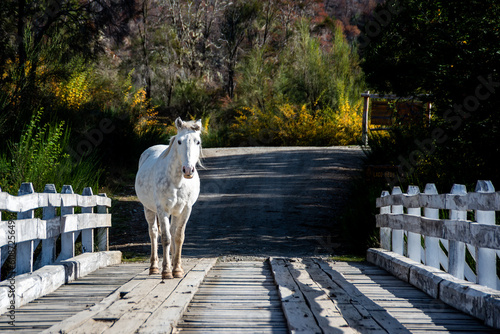 A white horse crossing a bridge over the Manso river,  Villa Marcardi area, Rio Negro, Argentina. photo