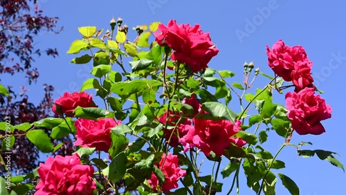 Video footage of the trailing roses in a garden.
