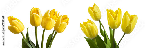 yellow tulips isolated on white