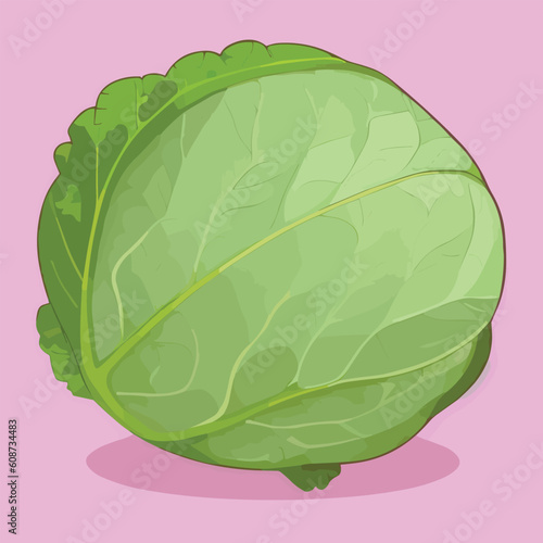 Vector illustrationf of fresh and juicy cabbage