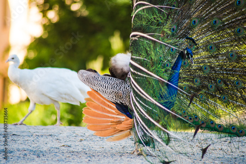 the peacock spread its tail and poses in front of the female.