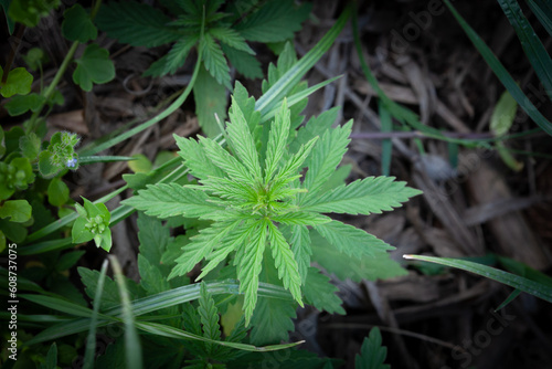 Bilde på lerret Selective blur on Cannabis plant, belonging to the Cannabis Sativa Ruderalis genus, growing freely in the nature