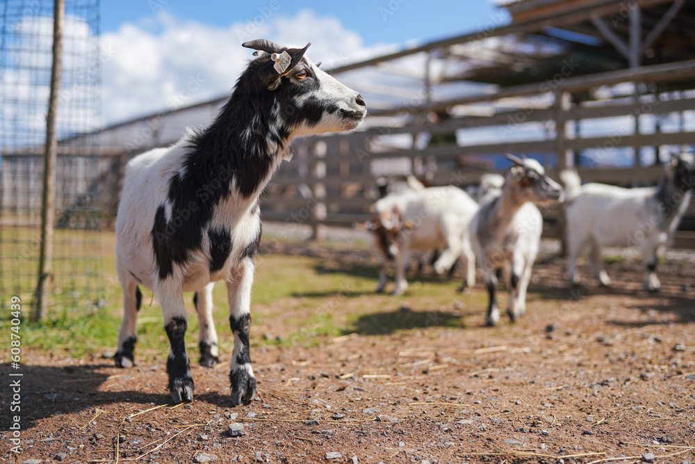 Obraz premium Group of small white and black american pygmy Cameroon goat closeup detail on head with horns, blurred farm with more animals background