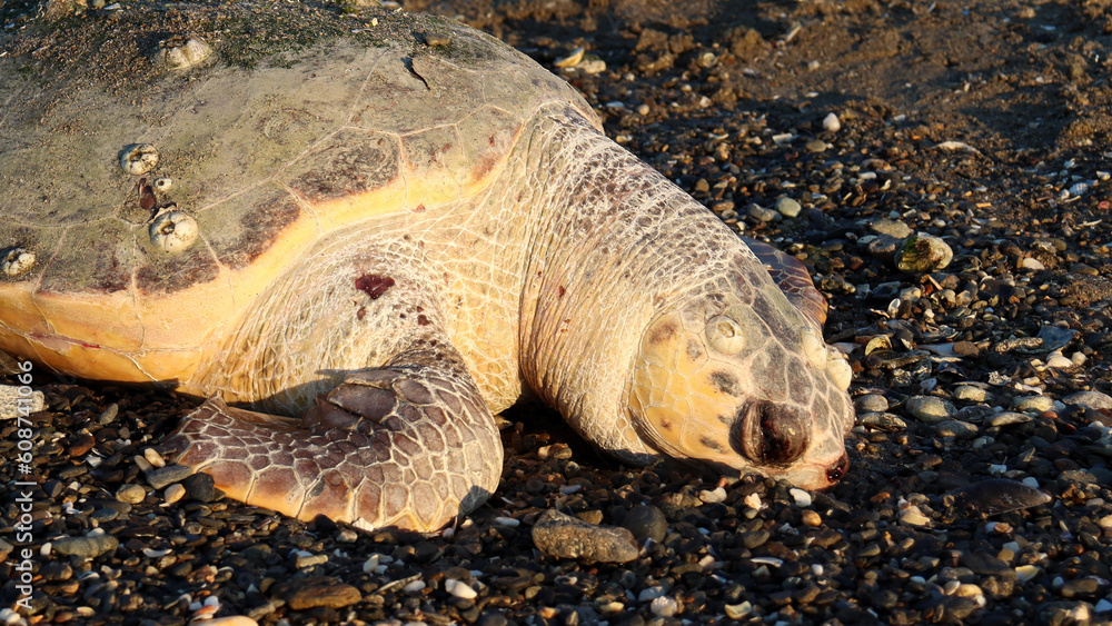 Obraz premium Dead Sea Turtle on the Beach
