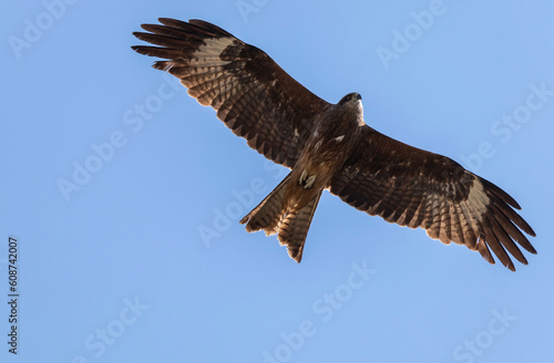 the hawk soars in the blue sky