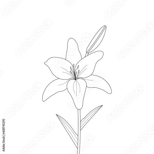 Lily Flower On a White Background isolated Vector illustration in Line Art