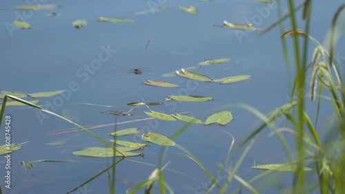 Water strider on the water pond. Gerridae, Water skipper Selective focus photo