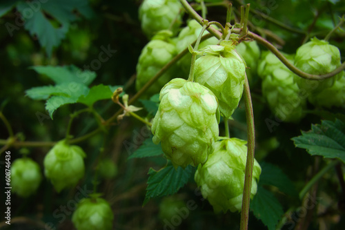 Hopfen - Close Up - Background - Humulus Lupulus - Fresh - Hops - Hoppy Cones - Beer - Green - Natural - Cones - Ecology - High Quality Photo 