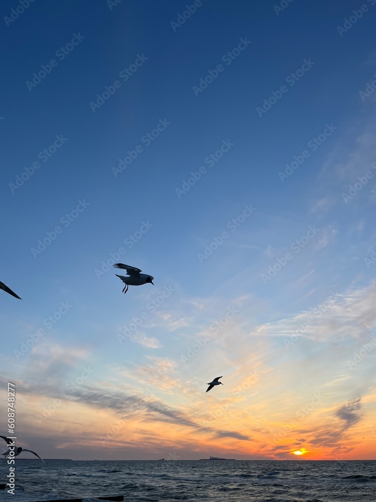 Obraz premium Flying seagulls at the sea, sunset seascape, big seagulls in the sky