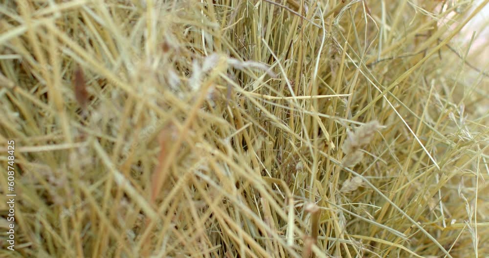 Preparation of dry food for animals for the season. Straw and hay material for livestock care. Food, bedding at least for the life of livestock. Soft focus. Preparation of dry food for animals for the season. Straw and hay material for livestock care. Food, bedding at least for the life of livestock. Soft focus.