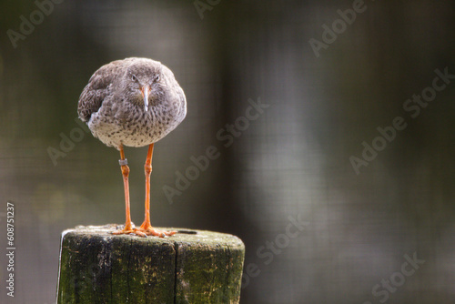 Photos Vogel