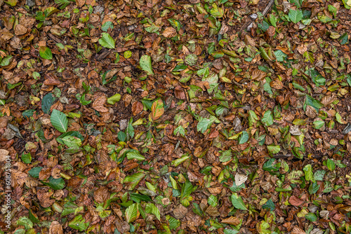 Forest ground