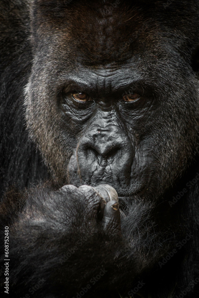 Obraz premium Silverback Mountain Gorilla Thinker