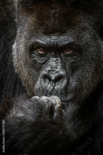 Silverback Mountain Gorilla Thinker