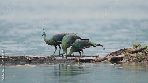 Pavo muticus on the river photo